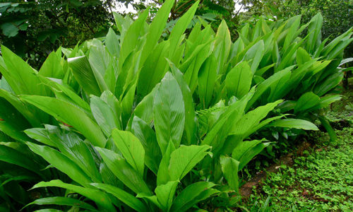 Tumeric Plants