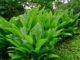 Tumeric Plants