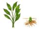 Turmeric - What is Turmeric