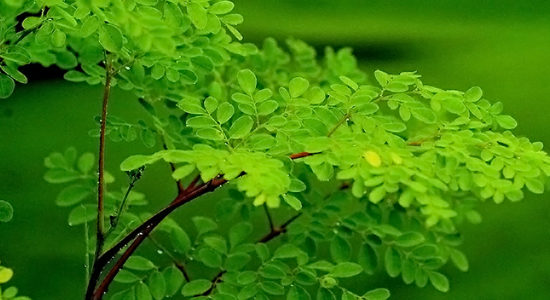 Moringa leaves Benefits
