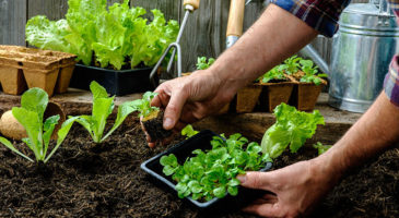 Reasons Why You Should Start A Vegetable Patch